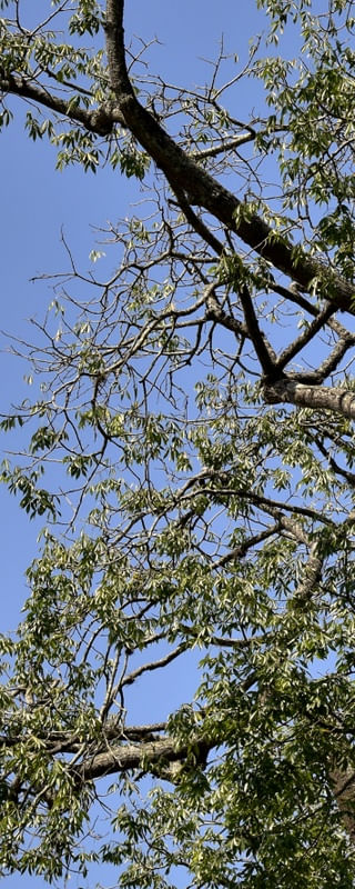 ÁRVORE DO CERRADO (POLÍPTICO 1-5)