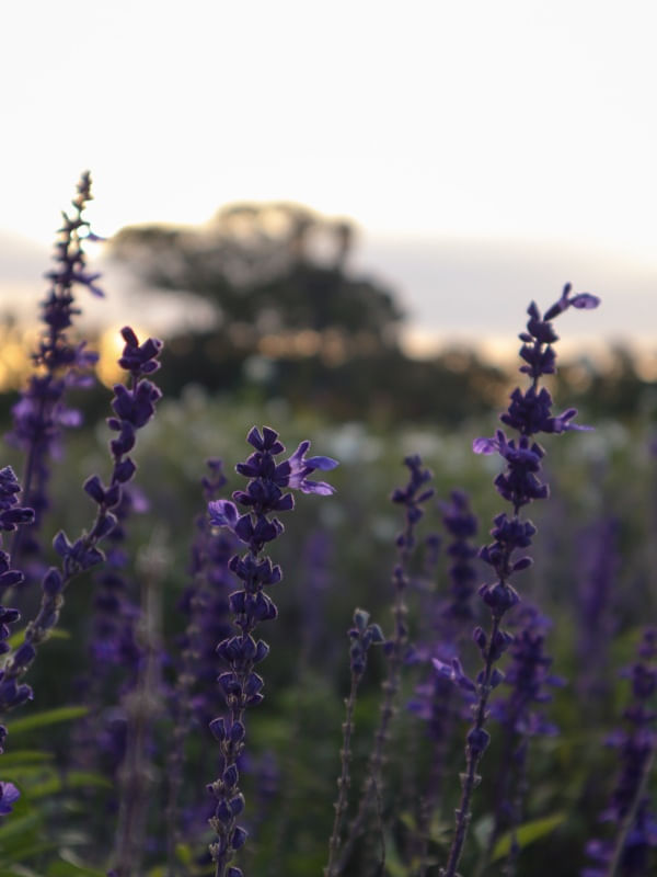 VIOLETTA
