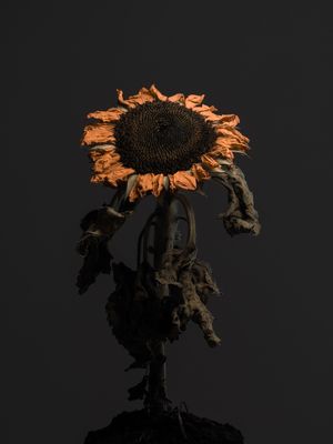 LOOKING FOR LIGHT