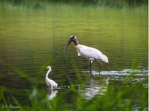 CABEÇA SECA E GARÇA