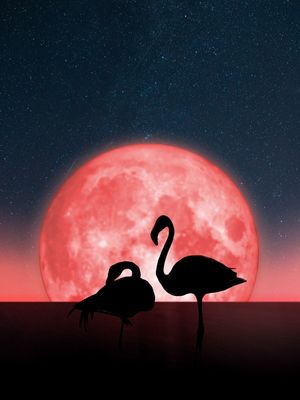 FLAMINGOS NA LUA CHEIA