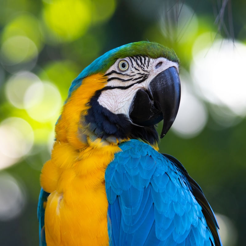 ARARA CANINDÉ CORES