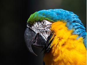 ARARA CANINDÉ 2