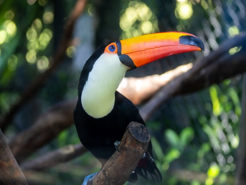 TUCANO DO BICO AMARELO