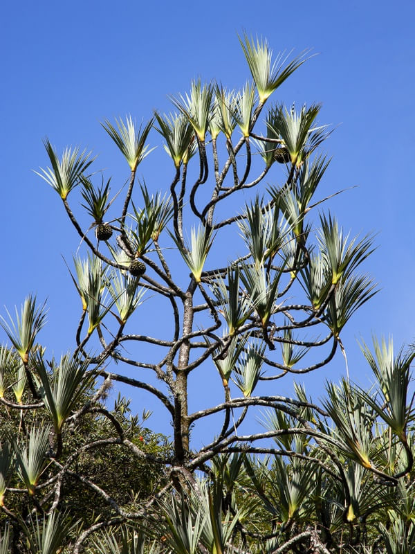FLORESTA TROPICAL 9682