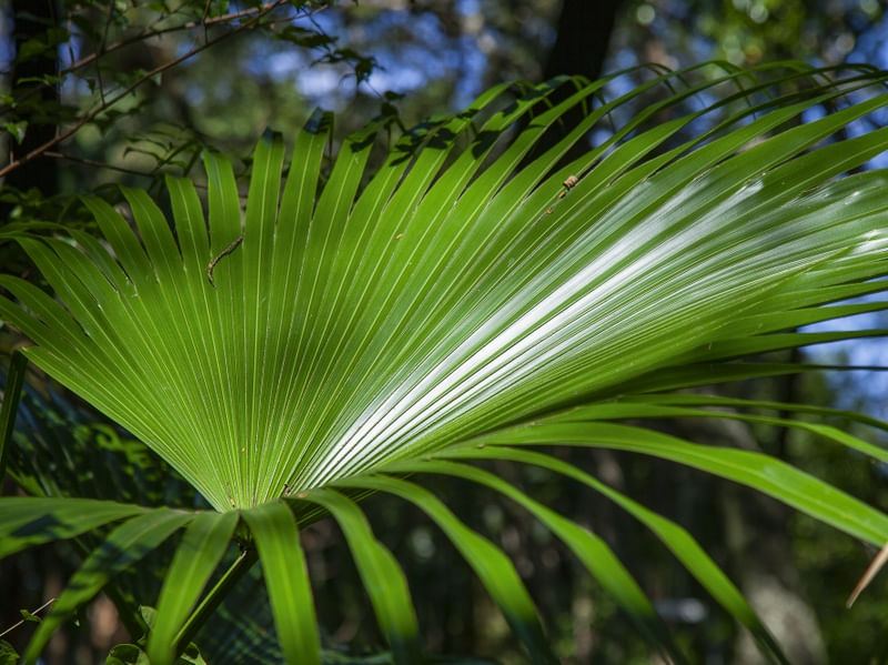 FLORESTA TROPICAL 9688