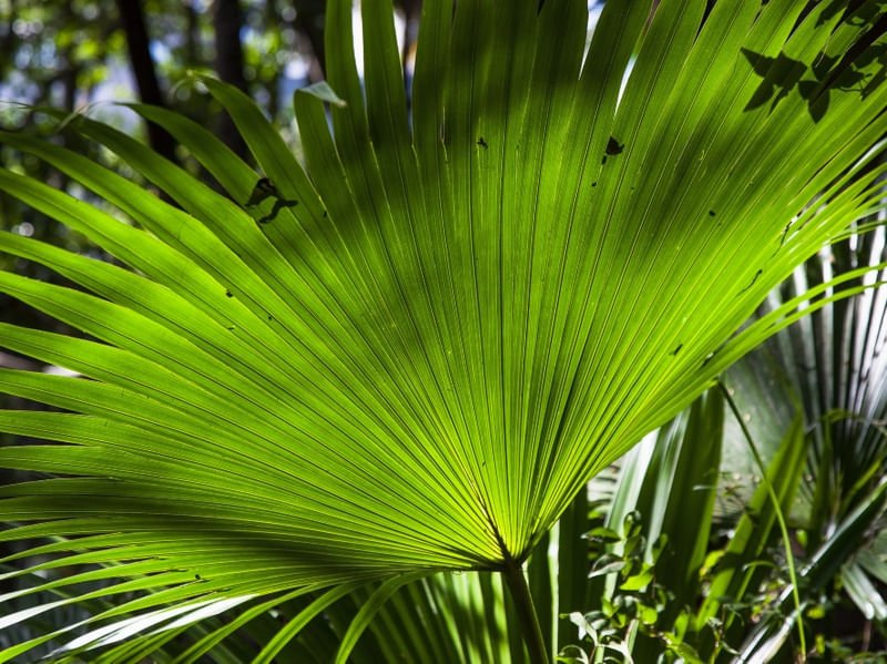 FLORESTA TROPICAL 9693