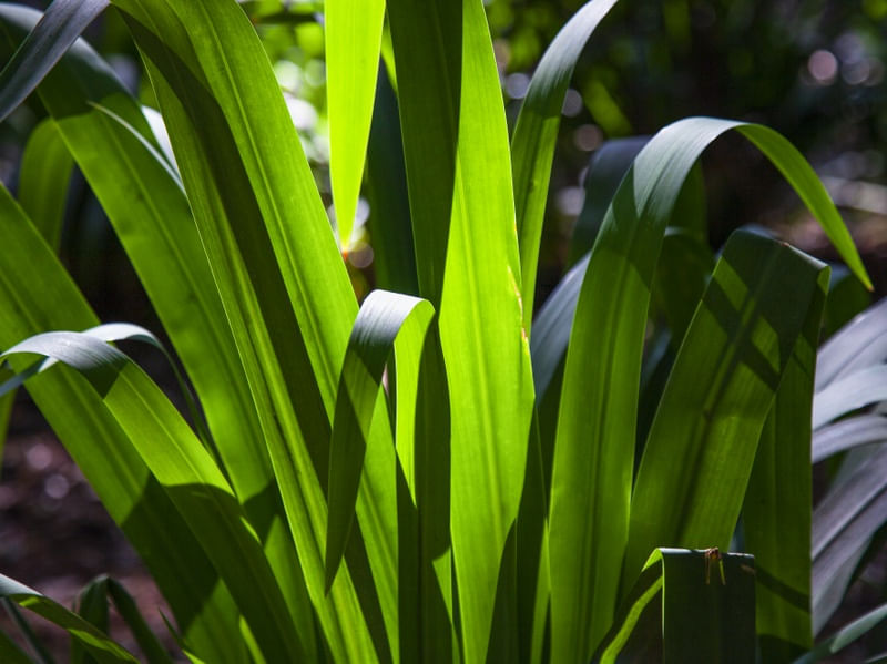 VERDE 2
