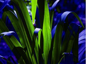 VERDE E AZUL 2