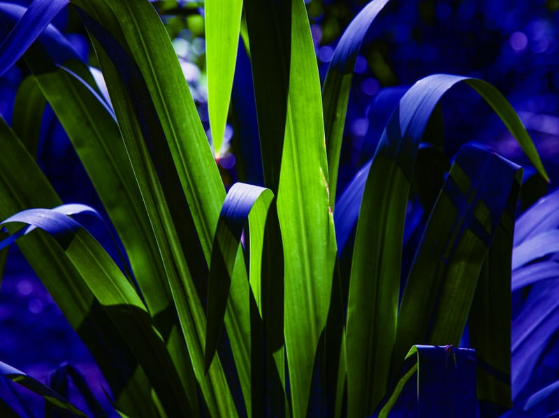 VERDE E AZUL 2