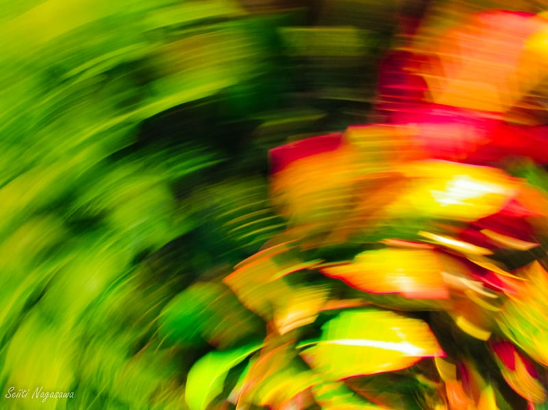FOLHAS ESPIRAIS II