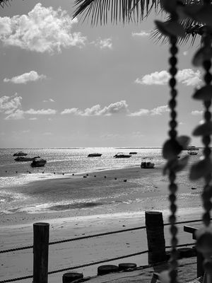 MARES PRATEADOS