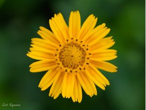 CLOSE AMARELO