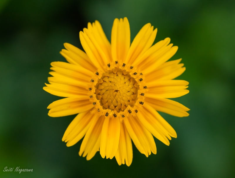 CLOSE AMARELO