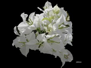 FLOR EM CONTRASTE