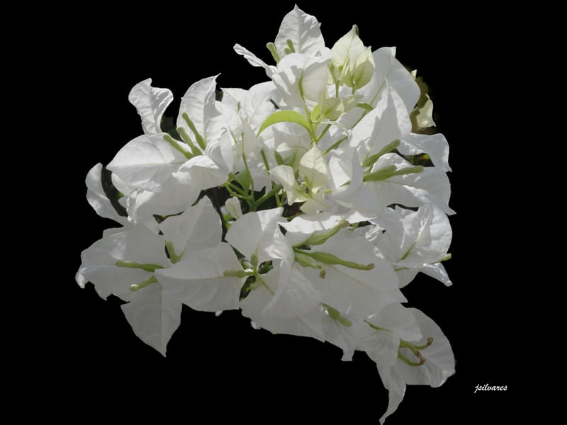 FLOR EM CONTRASTE