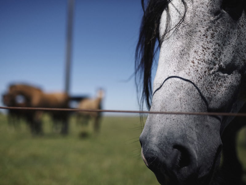 CAVALO II