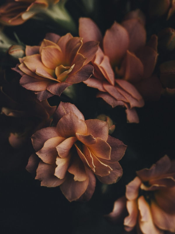 FLORES MACRO