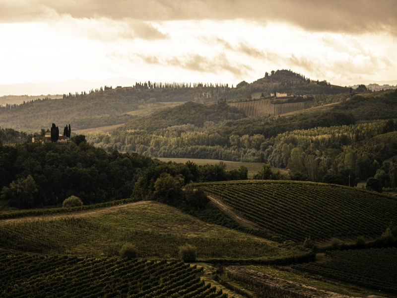 VINHEDOS CHIANTI