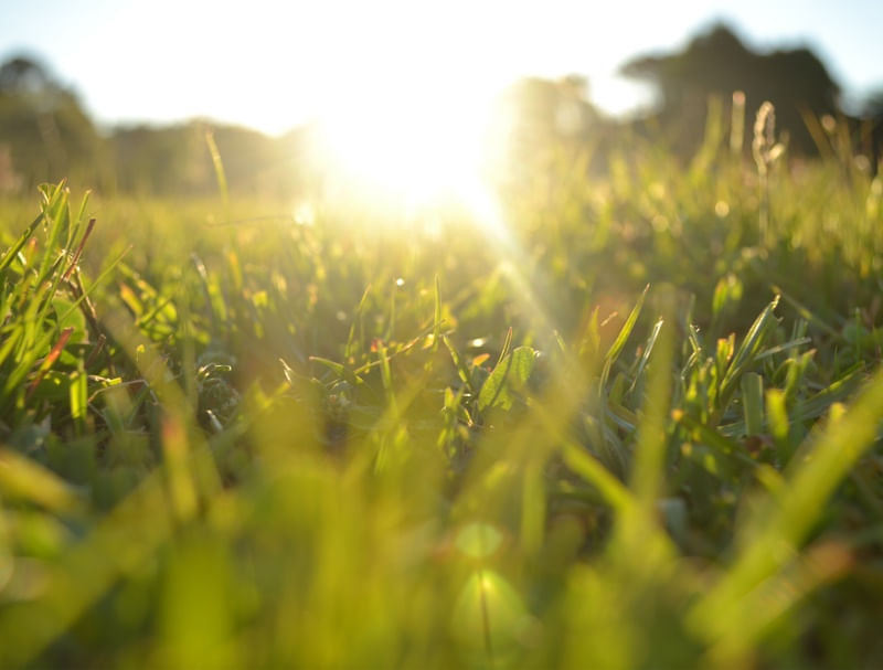 GRASS - LHB