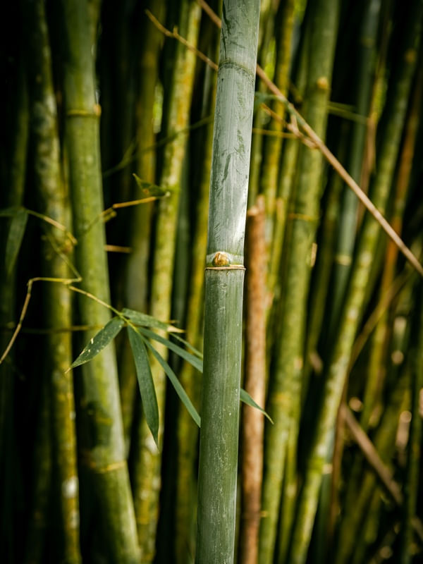 BAMBU L