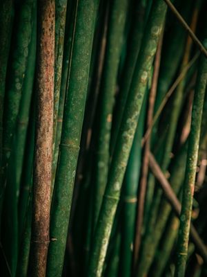 BAMBU LL