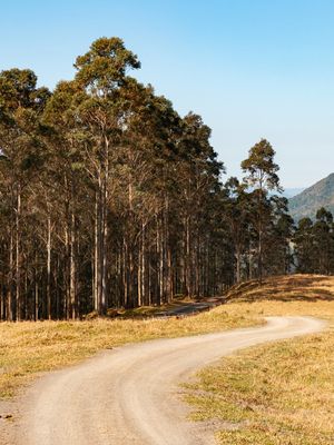 ESTRADA PARA A FLORESTA