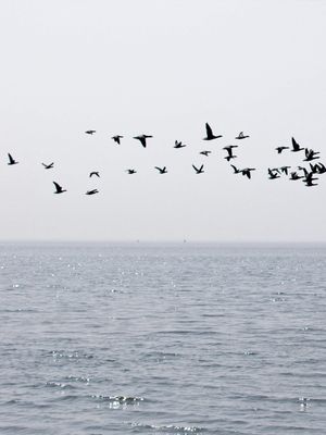 VOO SOBRE O MAR - TRIPTICO 1 DE 3