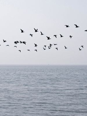 VOO SOBRE O MAR - TRIPTICO 2 DE 3