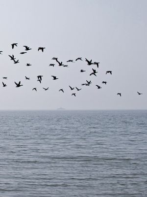 VOO SOBRE O MAR - TRIPTICO 3 DE 3