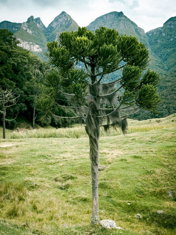 ARAUCARIA COM BARBA DE VELHO