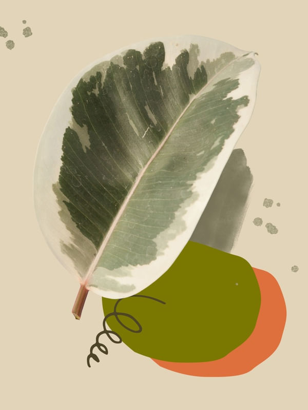 FOLHA EM ABSTRATO 3