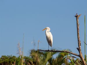 A GARÇA
