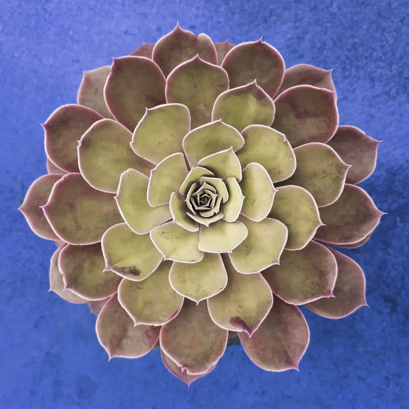 SUCULENTA 2 ES