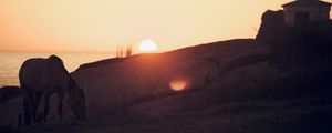 HORSE MAGIC HOUR - FM