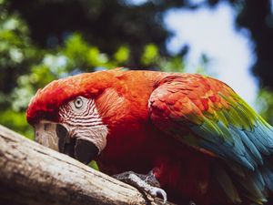 ARARA CURIOSA