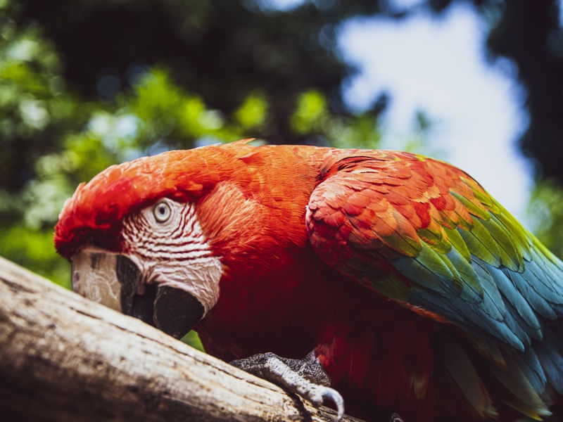 ARARA CURIOSA