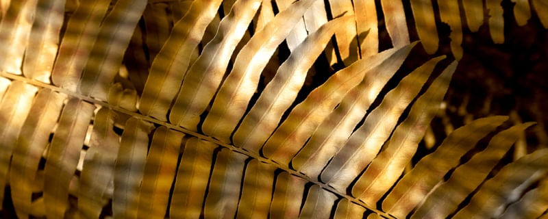 GOLDEN SAMAMBAY 2