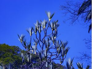 ÁRVORES NO PARQUE