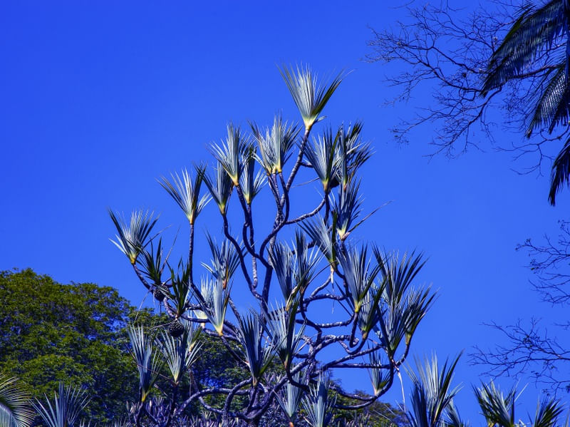 ÁRVORES NO PARQUE