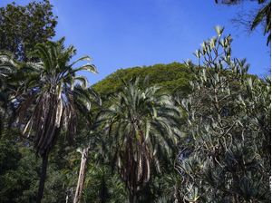 ÁRVORES NO PARQUE 9705