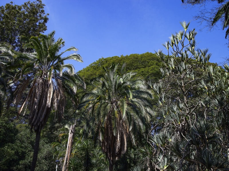 ÁRVORES NO PARQUE 9705