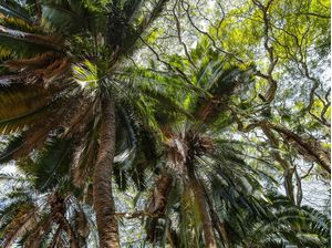 FLORESTA TROPICAL 9708