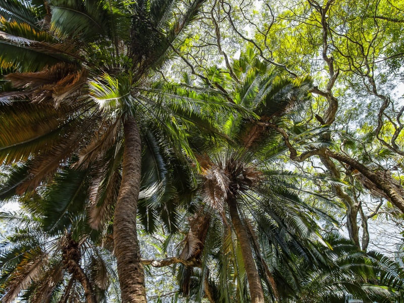 FLORESTA TROPICAL 9708