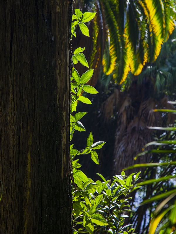 FLORESTA TROPICAL 9716