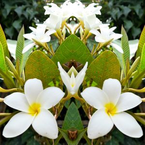 A FLORAÇÃO