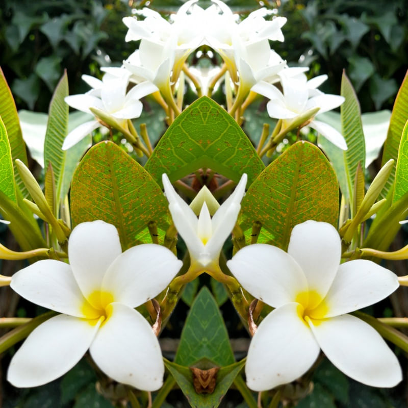 A FLORAÇÃO