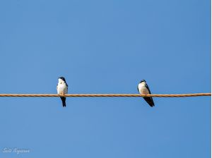 2 ANDORINHAS