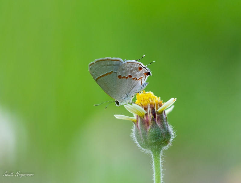 PRIMAVERA VERDE
