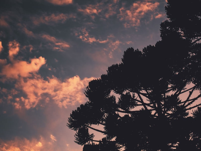 POR DA ARAUCARIA II